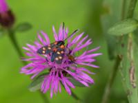 Hufeisenklee-Widderchen gelbe Variante